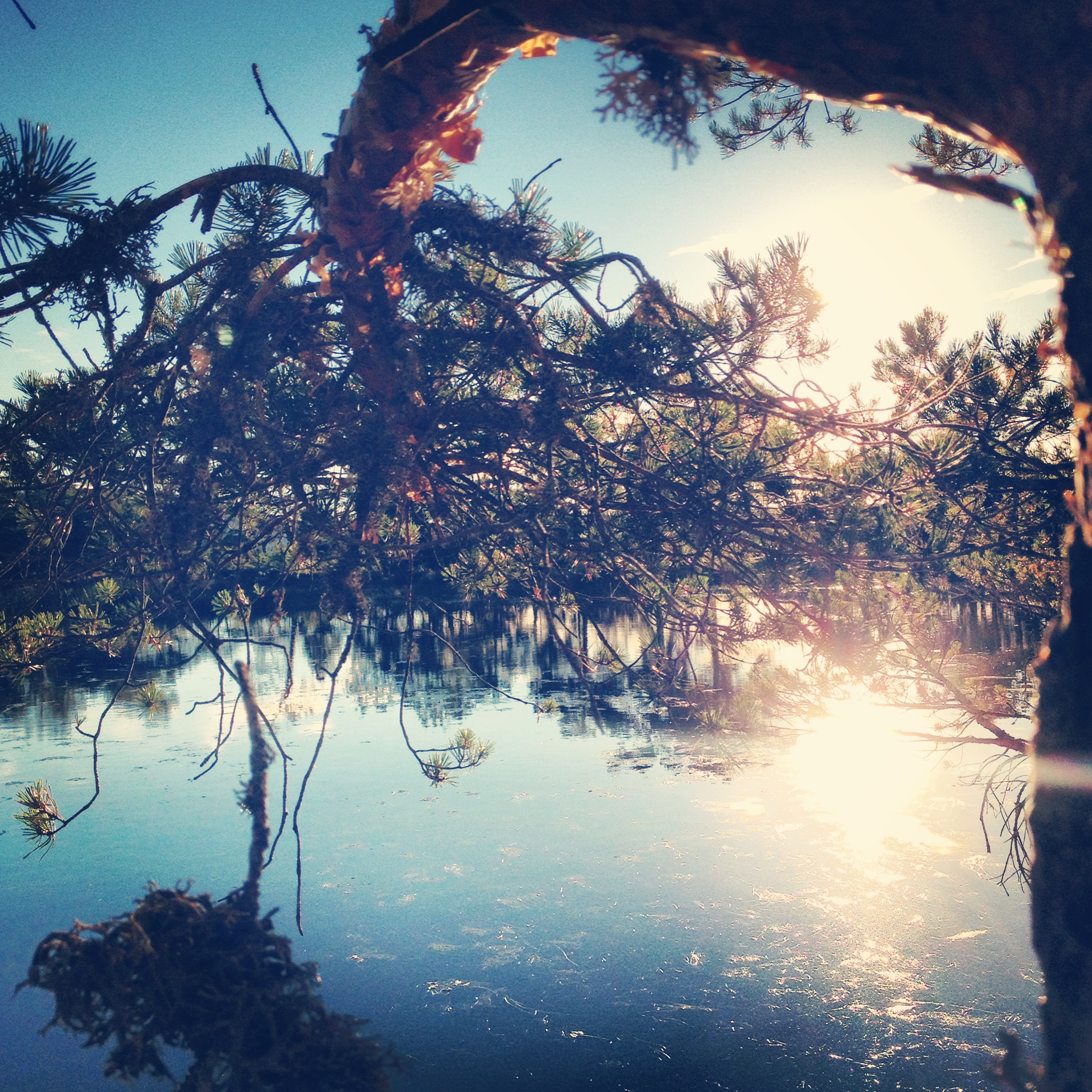 Reflejos en la charca 