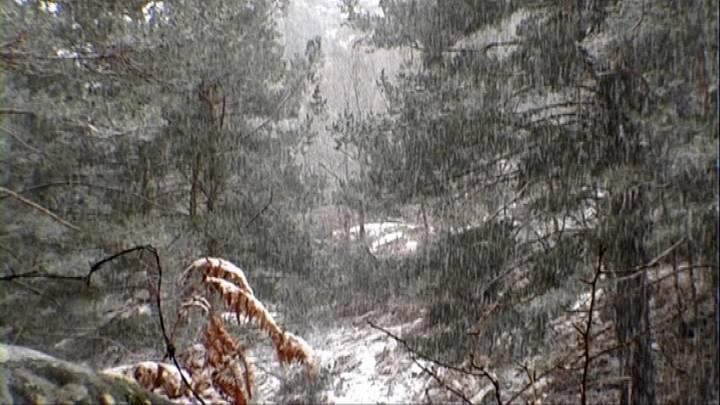 Documental RTVE - El Escarabajo Verde: Al cobijo del buen árbol