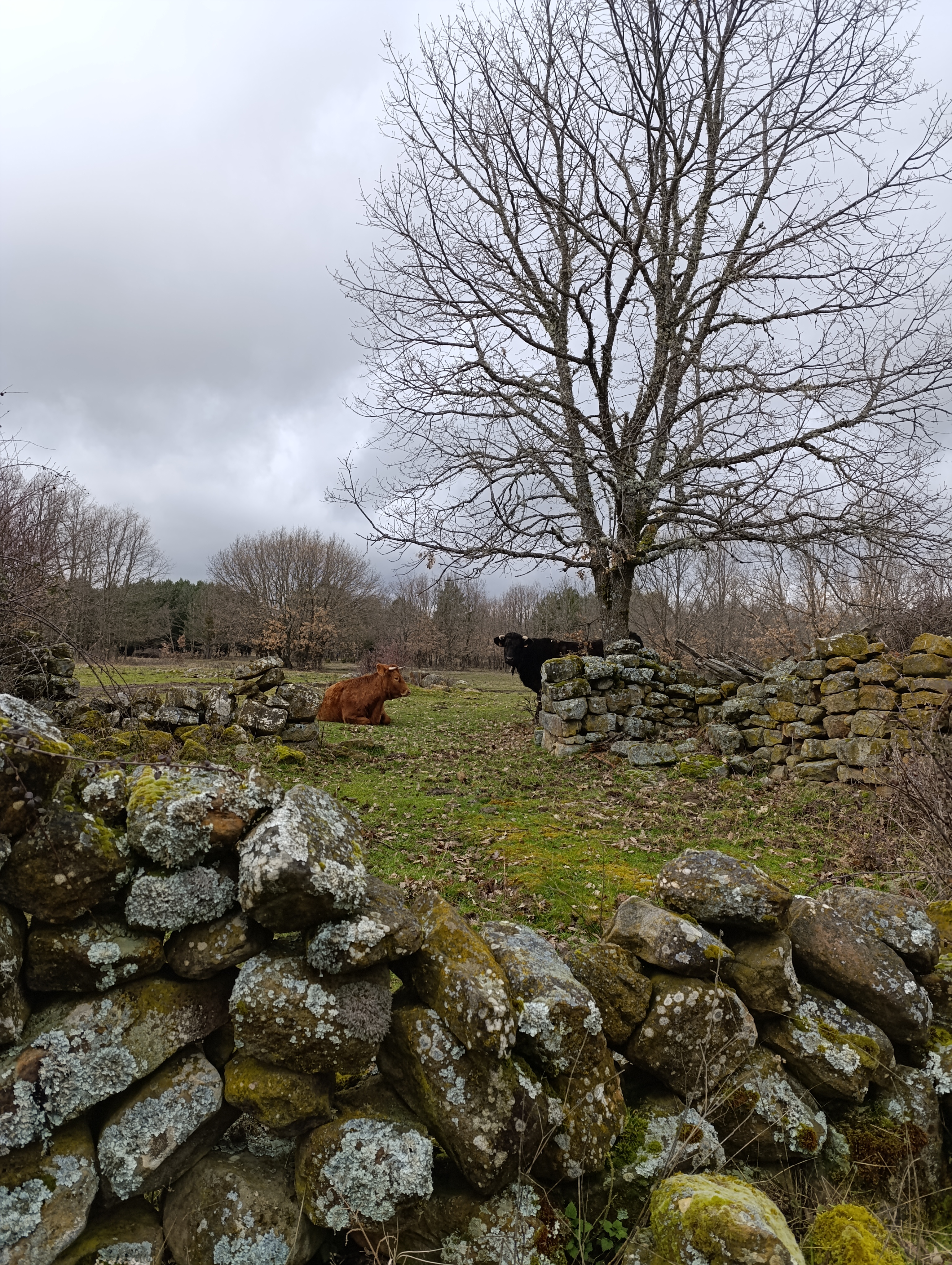 Sendero Serrano - Placios de la Sierra
